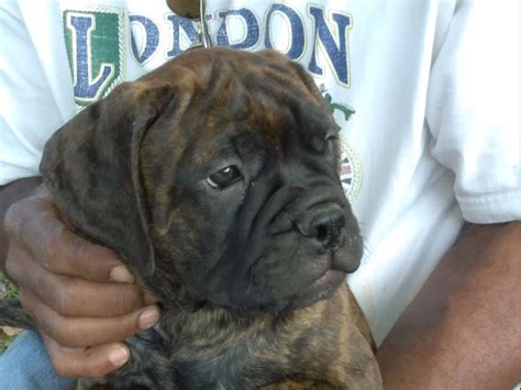 Brindle Bullmastiff For Sale - Photos All Recommendation