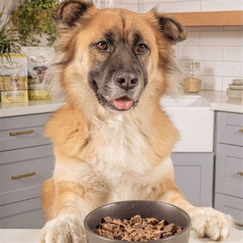 Superfood Complete - Canine Superfoods | Dog Superfoods