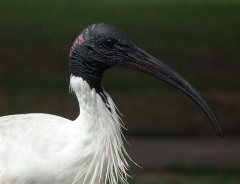 australian_white_ibis.JPG (2598×1995) | Bird, Australian birds, Cute creatures