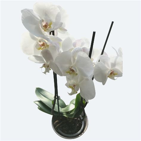 🌱 How to Propagate Moth orchids 'White'