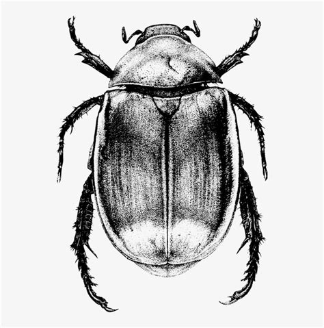 Scarab Drawing at PaintingValley.com | Explore collection of Scarab Drawing