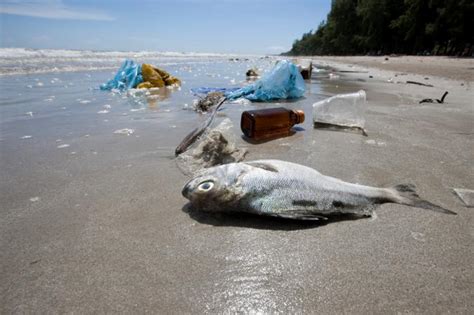 Effects of Ocean Pollution on Marine Life | LoveToKnow