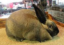 Rabbit breeds around the world - WabbitWiki