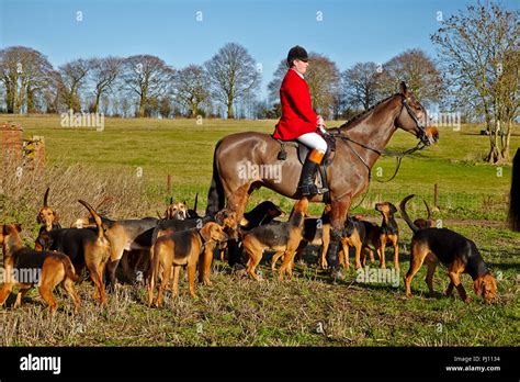 Fox hunting in England with hounds Stock Photo: 217611048 - Alamy