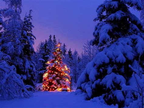 Winter, Snow, Christmas Tree wallpaper 🔥 Best Free Download backgrounds