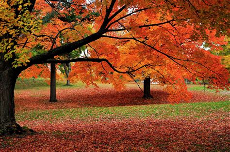 Fall foliage map: When will leaves change color in Texas?