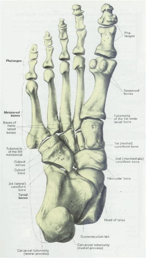 Anatomy & Physiology Illustration | Anatomy - Legs and Feet | Pinterest | 과학실험, 아나토미 및 과학