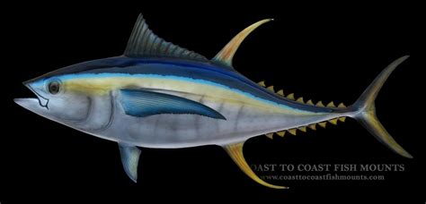 Yellowfin Tuna Fish Mount and Fish Replicas | Coast-to-Coast