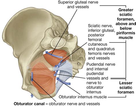 Pelvis and Perineum | Basicmedical Key