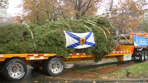 Boston's official Christmas tree arrives in city