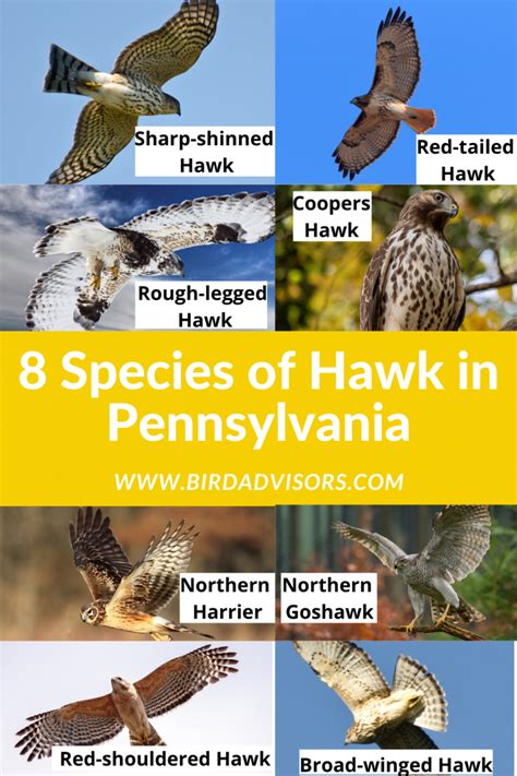 8 Species Of Hawk In Pennsylvania