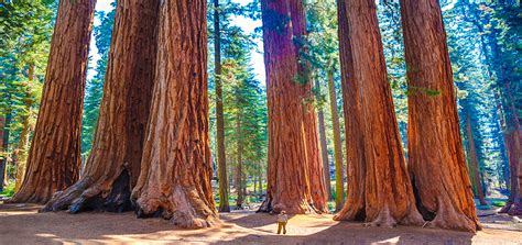 The Tallest Redwood Tree Hyperion: Stay Awestruck By Its Size | Pagista