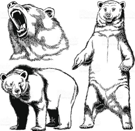 Kodiak bear clipart - Clipground