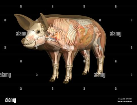 Pig Anatomy Stock Photo - Alamy