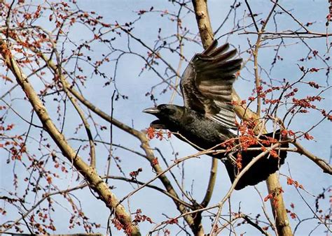 Fish Crow vs American Crow: How To Tell Them Apart - Bird Guidance