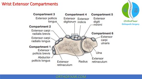 Extensor Compartments Of The Wrist | OrthoFixar 2024