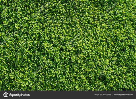 Tree leaves texture | Green Detailed Summer Tree Leaves Texture Background — Stock Photo ...