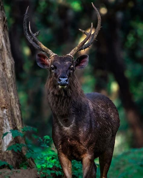 Sambar Deer, India By William Mullins | ubicaciondepersonas.cdmx.gob.mx