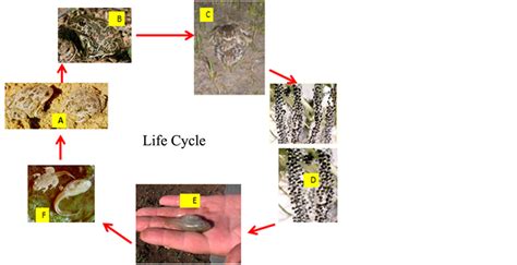 The Habitats, Burrowing Behavior, Physiology Adaptation and Life Cycle of Spadefoot Toads ...