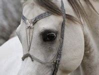 71 Arabian ideas | arabians, arabian horse, horse costumes