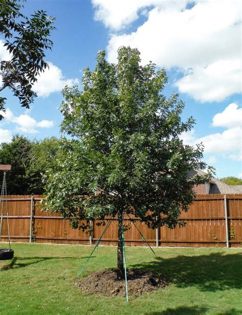 Shumard Red Oak Tree - Dallas, Texas - Treeland Nursery