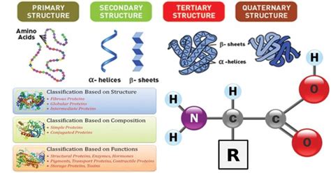 Protein Classification, Globular & Fibrous protein, Simple, Compound ...