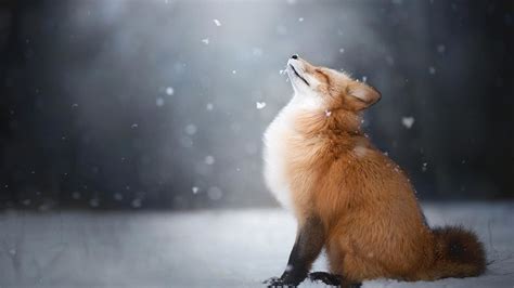 Animal Fox Animal Wildlife Snow Snowfall Wallpaper | Dieren, Afbeeldingen, Vos