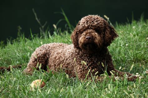 Lagotto Romagnolo Breed Information, Characteristics & Heath Problems | DogZone.com