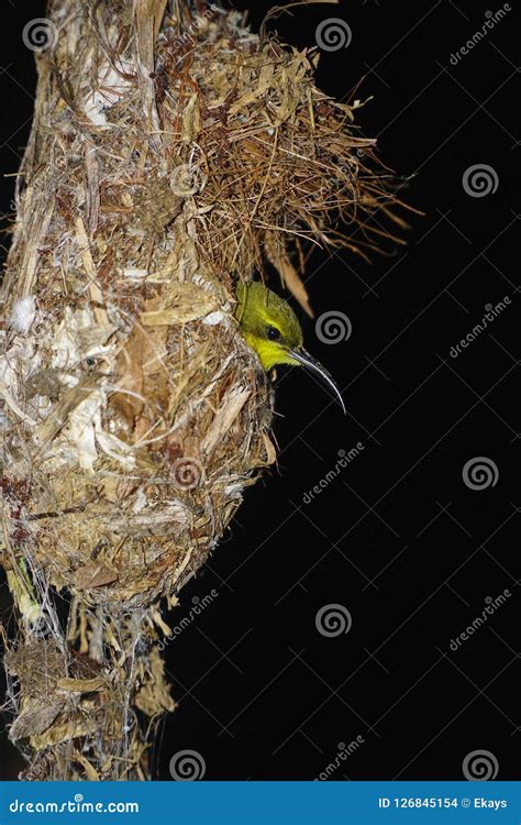 Honey eater bird stock photo. Image of nesting, wildlife - 126845154