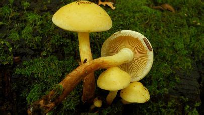 63 Poisonous Yellow Mushroom Identification