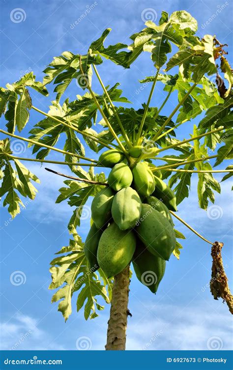 The Pawpaw Tree Stock Image | CartoonDealer.com #8685079