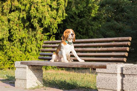 Beagle puppy play on the beach in sunny day 5857345 Stock Photo at Vecteezy