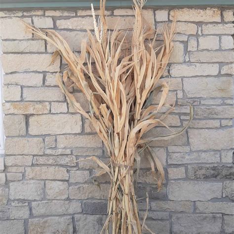 Dried Corn Stalk Bundle - Great for Fall Decorating! - Grimm's Gardens