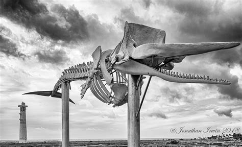 Sperm Whale Skeleton Jandia_B120108 | Sperm Whale Skeleton | Jonathan Irwin | Flickr