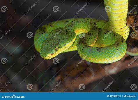 Bamboo Pit Viper Trimeresurus Gramineus Stock Image - Image of predator ...