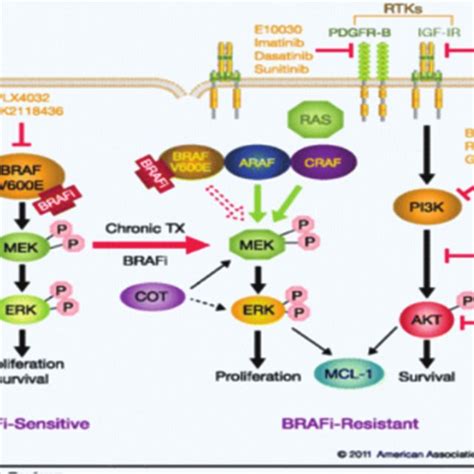 Mechanism of action of imatinib in chronic myelogenous leukemia, (a)It... | Download Scientific ...