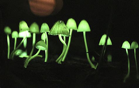 Unusual but true: Luminous mushrooms in Japanese woods - Chinadaily.com.cn