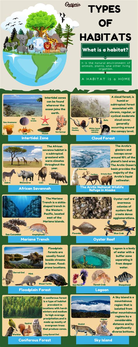 The 10 Different Types of Habitats | Habitats, Animal habitats, Habitats projects