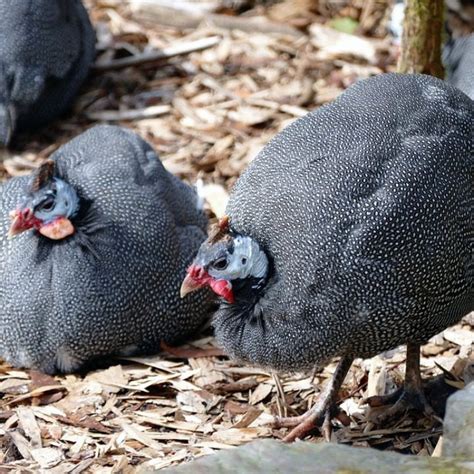 Incredible Guinea Fowl Sounds, a Reliable Alarm on Your Farm ...