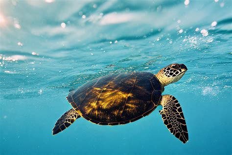 Turtle is swimming in underwater 22331616 Stock Photo at Vecteezy