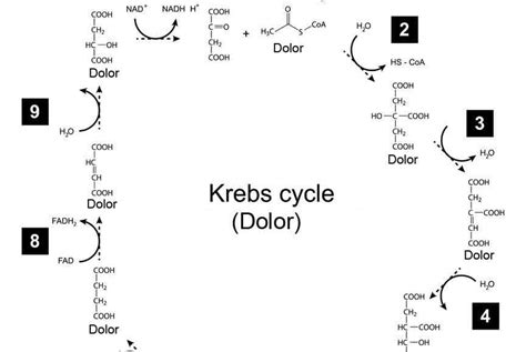 Med Student Explains Krebs Cycle Using Only the Word "Dolor" | GomerBlog