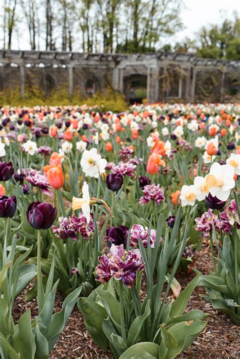 Spring at the Biltmore Estate - With Wonder and Whimsy