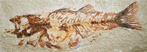 Classification : Animalia, Chordata, Vertebrata, Actinopterygii,Clupeiformes, Clupeidae.