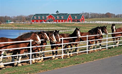 See The Budweiser Clydesdales In Belmar In 2016 | Manasquan, NJ Patch