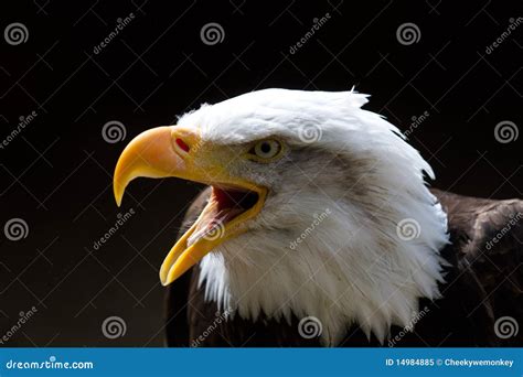 Bald Eagle with Beak Open stock image. Image of haliaeetus - 14984885