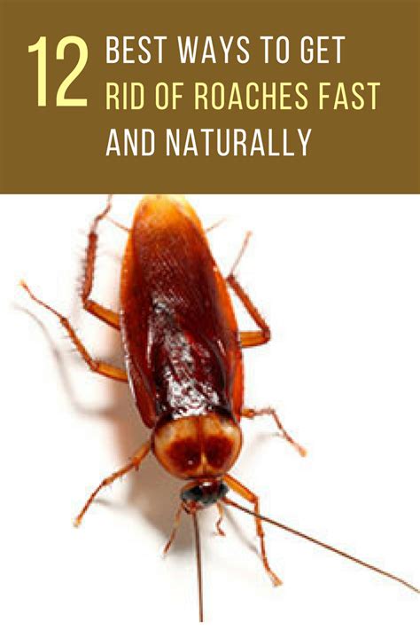 How to Get Rid Of Roaches in Your Home Naturally (12 Unique Ways)