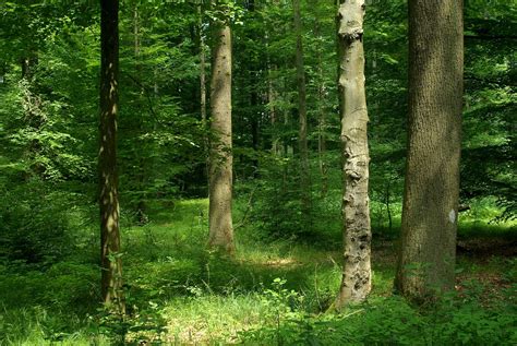 Free photo: Forest, Mixed Forest, Trees, Nature - Free Image on Pixabay - 1185184