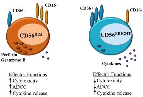 IJMS | Free Full-Text | Natural Killer Cell Dysfunction and Its Role in COVID-19