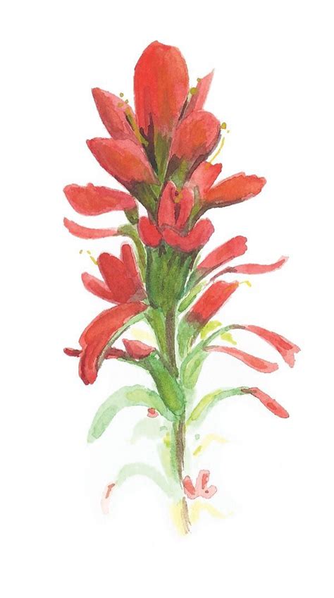 indian paintbrush watercolor painting - Google Search | tattoos ...