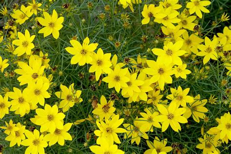 Coreopsis | Better Homes & Gardens